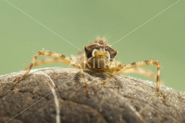 Epitheca bimaculata