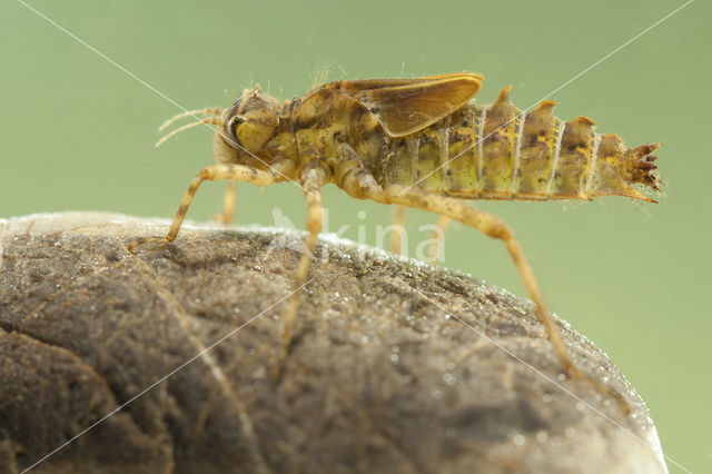 Tweevlek (Epitheca bimaculata)