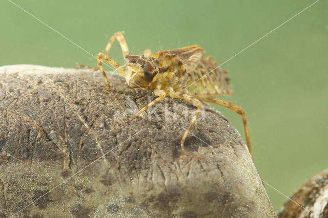 Tweevlek (Epitheca bimaculata)