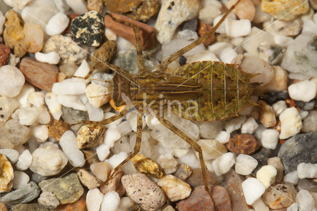 Tweevlek (Epitheca bimaculata)