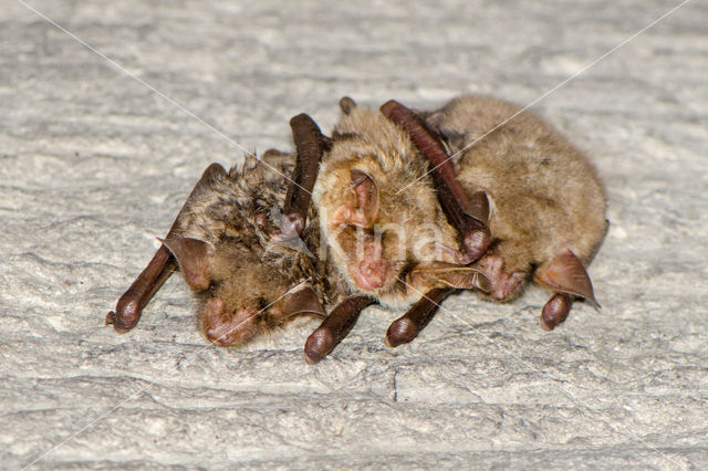 Vale vleermuis (Myotis myotis)