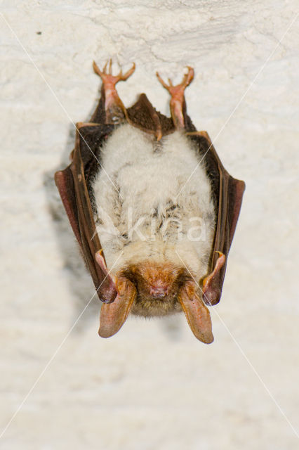 Mouse-eared Bat (Myotis myotis)