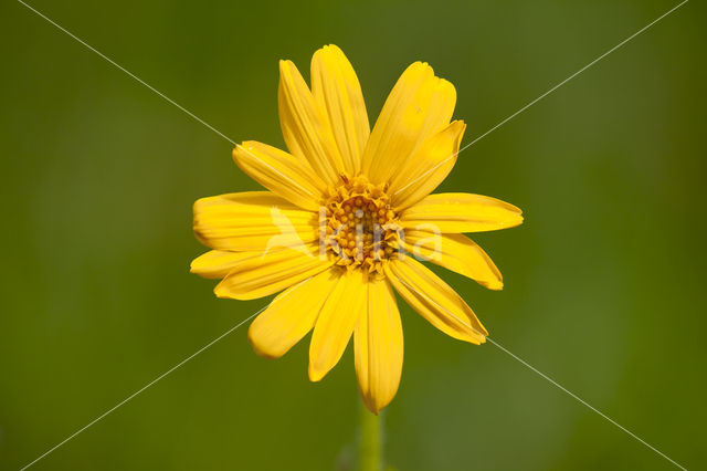 Arnica (Arnica montana)