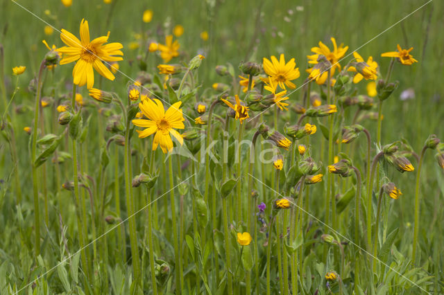 Arnica (Arnica montana)