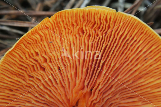 False Chanterelle (Hygrophoropsis aurantiaca)