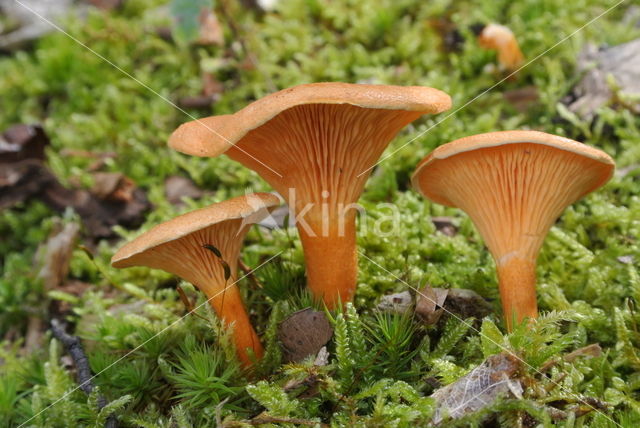 False Chanterelle (Hygrophoropsis aurantiaca)