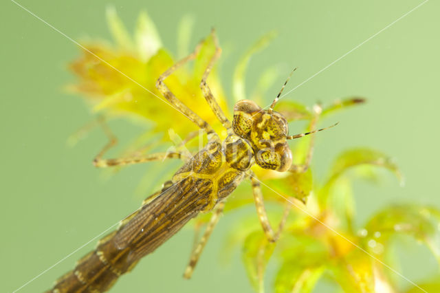 Variable Damselfly (Coenagrion pulchellum)