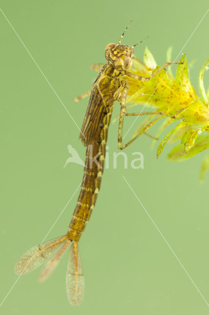 Variable Damselfly (Coenagrion pulchellum)