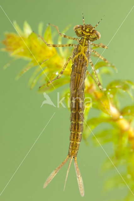 Variable Damselfly (Coenagrion pulchellum)