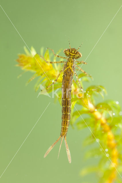 Variable Damselfly (Coenagrion pulchellum)