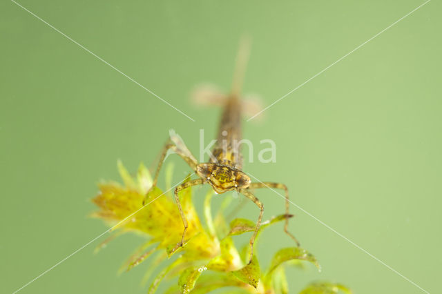 Variabele waterjuffer (Coenagrion pulchellum)