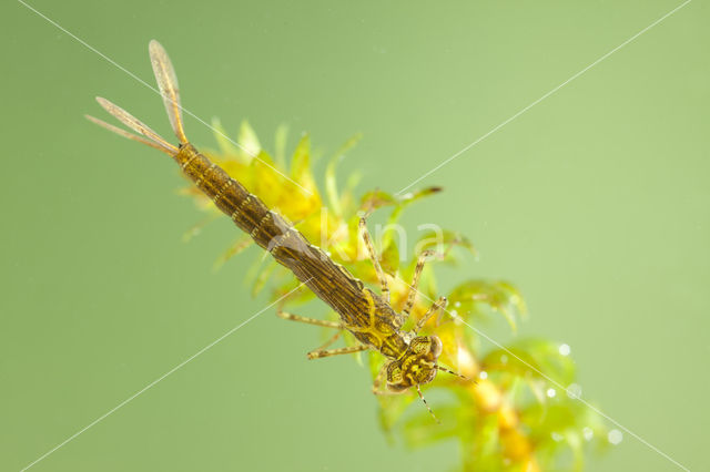 Variable Damselfly (Coenagrion pulchellum)