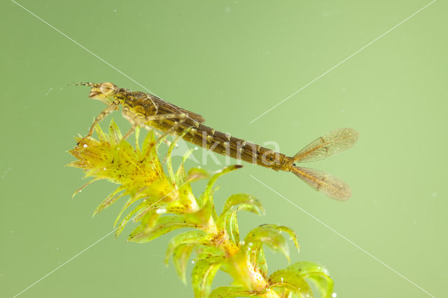 Variable Damselfly (Coenagrion pulchellum)