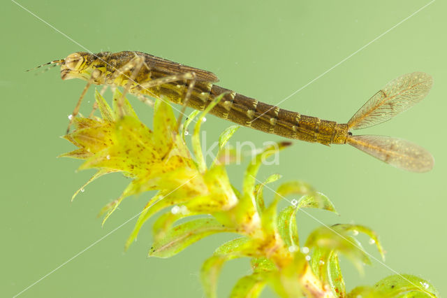 Variable Damselfly (Coenagrion pulchellum)