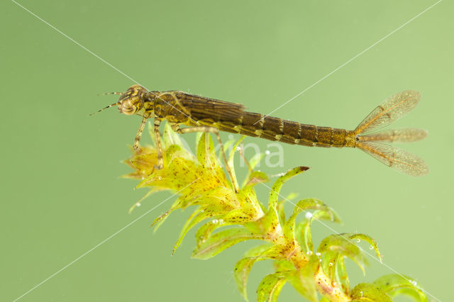 Variable Damselfly (Coenagrion pulchellum)