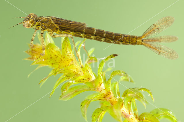 Variable Damselfly (Coenagrion pulchellum)