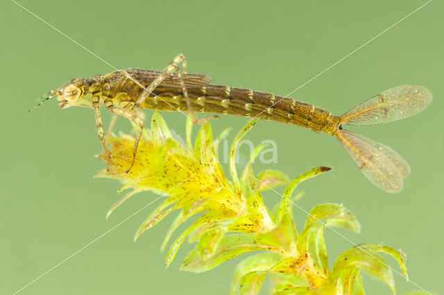 Variable Damselfly (Coenagrion pulchellum)