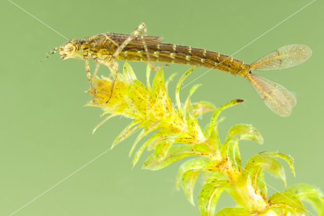 Variable Damselfly (Coenagrion pulchellum)