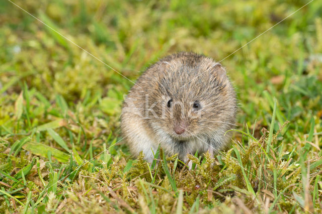 Veldmuis (Microtus arvalis)