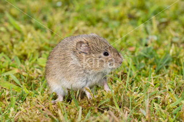 Common Vole (Microtus arvalis)