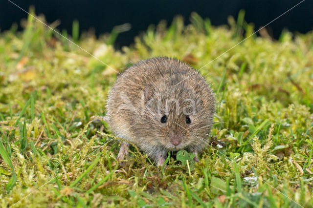 Veldmuis (Microtus arvalis)