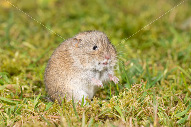 Veldmuis (Microtus arvalis)