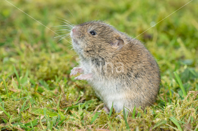 Common Vole (Microtus arvalis)