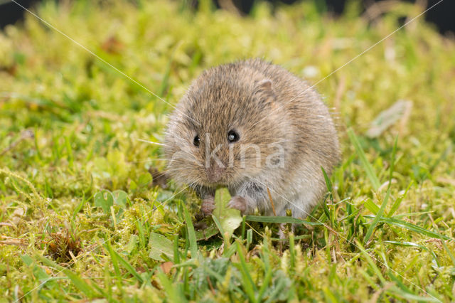 Common Vole (Microtus arvalis)