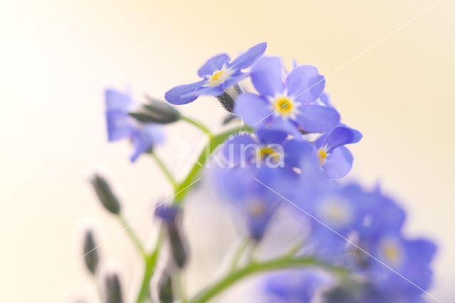 Forget-me-not (Myosotis spec.)