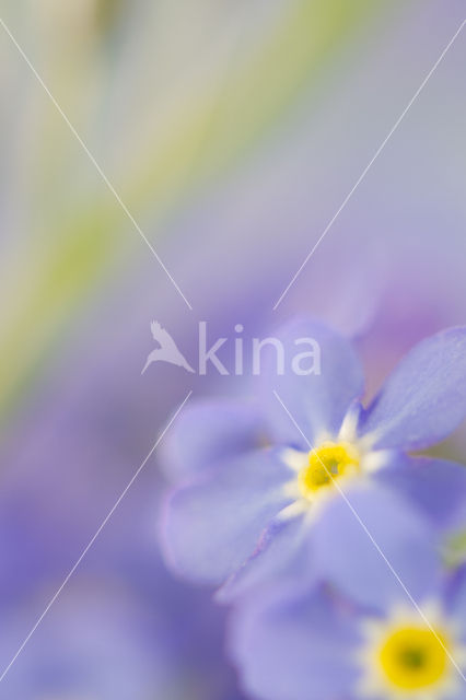 Forget-me-not (Myosotis spec.)