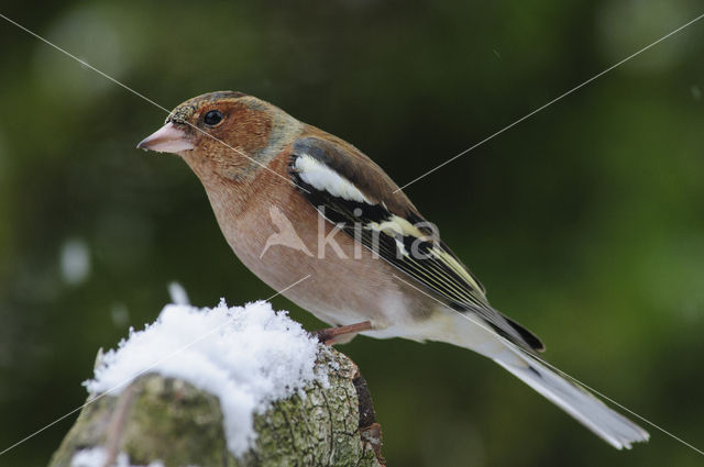 Chaffinch (Fringilla coelebs)