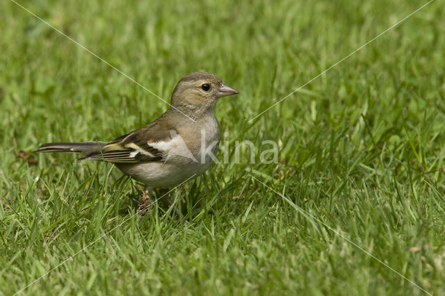Vink (Fringilla coelebs)