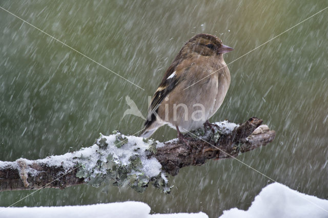 Vink (Fringilla coelebs)
