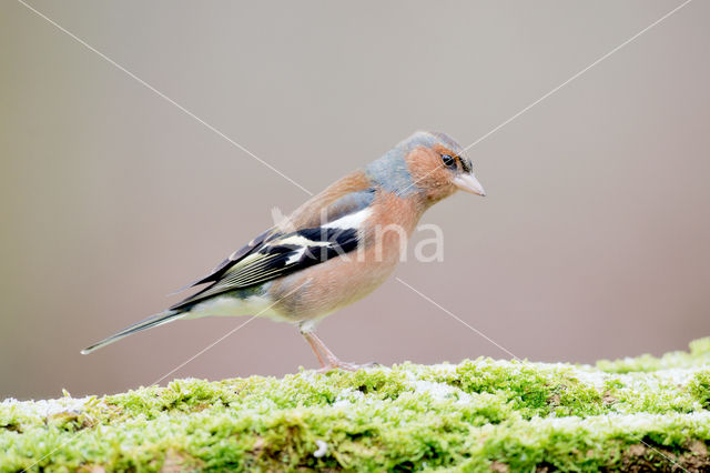 Chaffinch (Fringilla coelebs)