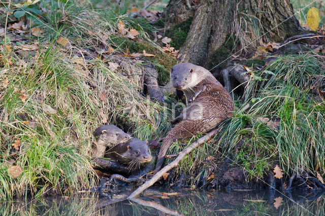 European Otter (Lutra lutra)