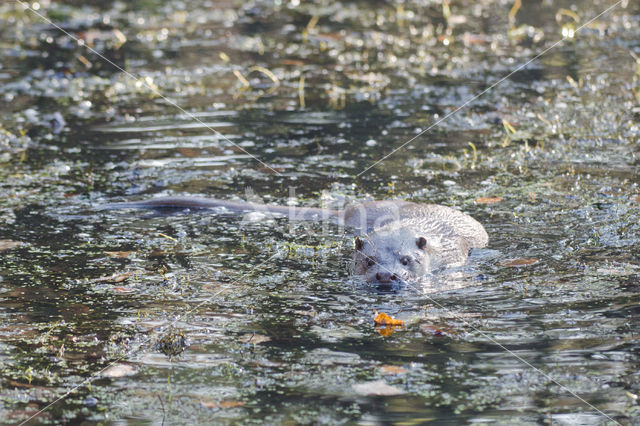 European Otter (Lutra lutra)