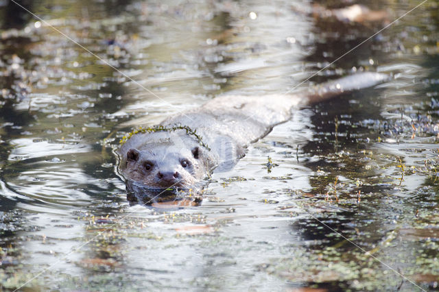 European Otter (Lutra lutra)