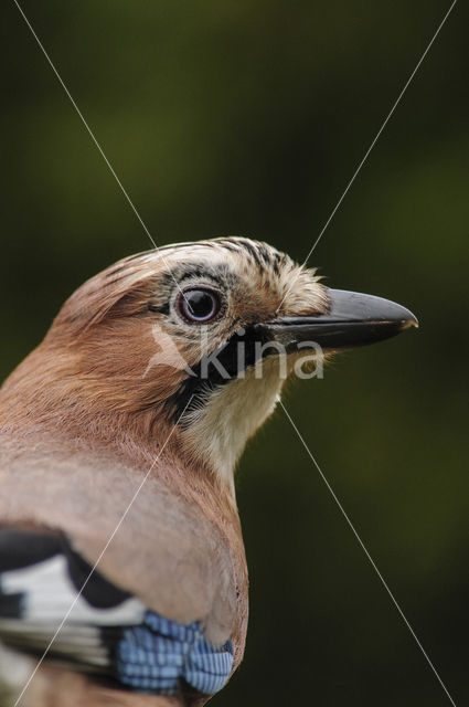 Vlaamse Gaai (Garrulus glandarius)