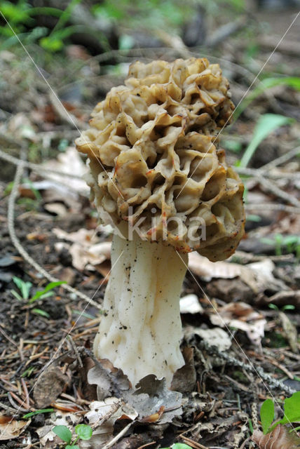 False Morel (Gyromitra esculenta)