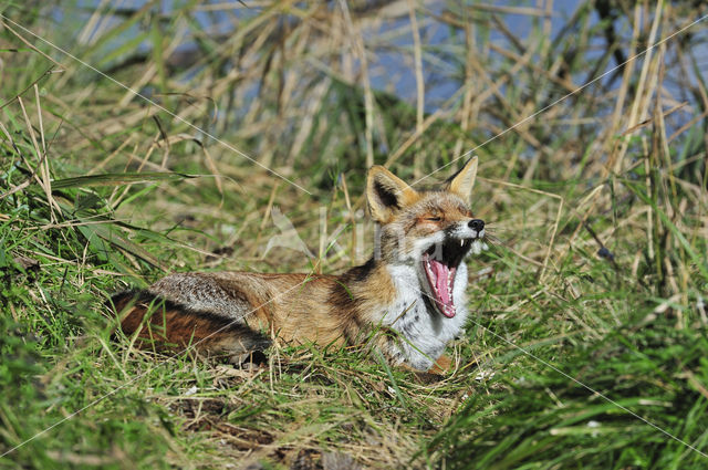 Vos (Vulpes vulpes)