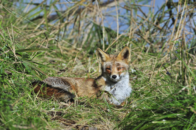 Vos (Vulpes vulpes)