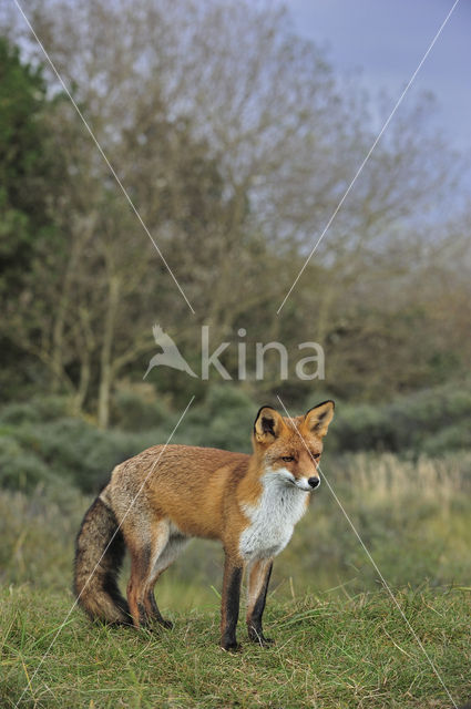 Fox (Vulpes vulpes)