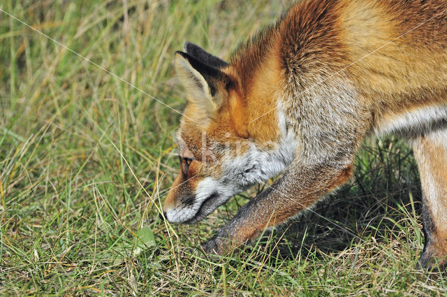 Vos (Vulpes vulpes)