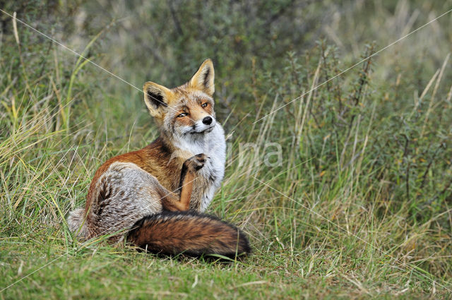 Fox (Vulpes vulpes)