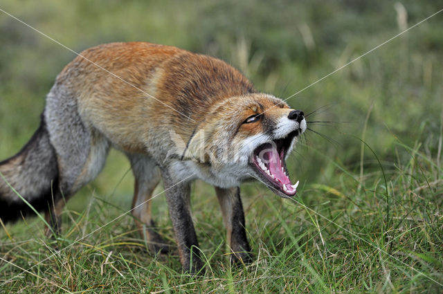 Fox (Vulpes vulpes)