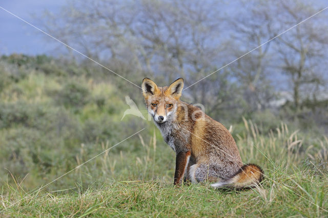 Fox (Vulpes vulpes)