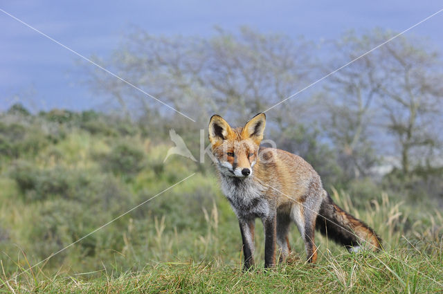 Fox (Vulpes vulpes)