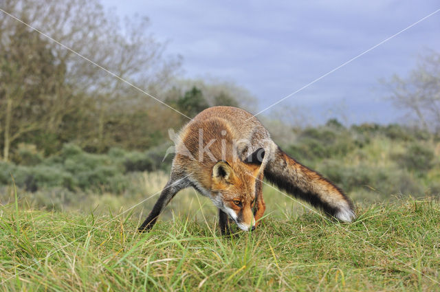 Vos (Vulpes vulpes)