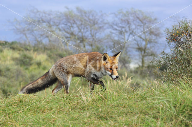 Fox (Vulpes vulpes)