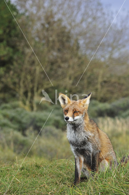 Vos (Vulpes vulpes)